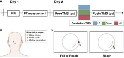 Frequency-Dependent Effects of Cerebellar Repetitive Transcranial Magnetic Stimulation on Visuomotor Accuracy